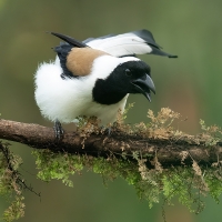 White-bellied treepie | 