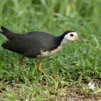 White-breasted Waterhen | 