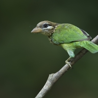 White-cheeked barbet | 