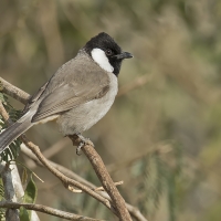White-eared bulbul | 