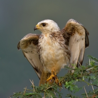 White-eyed buzzard | 