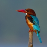 White-reasted kingfisher | 
