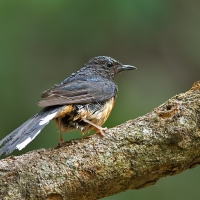 White-rumped shama | Juvenile