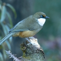 White-throated Laughingthrush | 