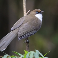 White-throated Laughingthrush | 