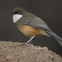 White-throated laughingthrush | 
