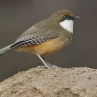 White-throated laughingthrush | 