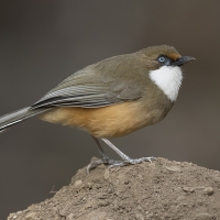White-throated laughingthrush | 