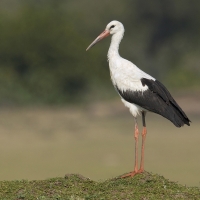 White stork | 