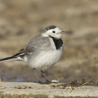 White wagtail | 