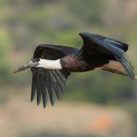 Wooley necked stork | 