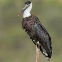 Wooley necked stork | 