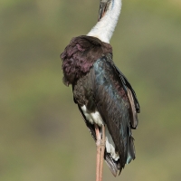 Wooley necked stork | 