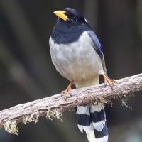 Yellow-billed Blue Magpie | 