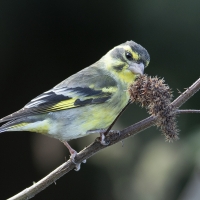 Yellow-breasted Green Finch | Male