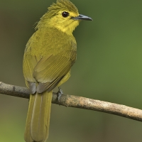 Yellow-browed bulbul | 