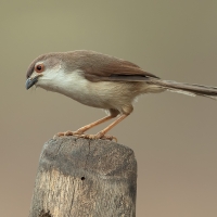 Yellow-eyed babbler | 