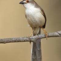 Yellow-eyed babbler | 