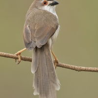 Yellow-eyed babbler | 