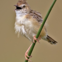 Zitting cisticola | 