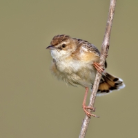 Zitting cisticola | 