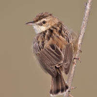 Zitting cisticola | 